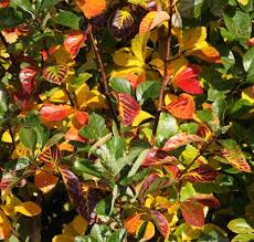 Attēlu rezultāti vaicājumam “Crataegus persimilis”
