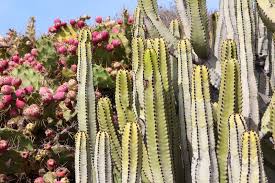 Attēlu rezultāti vaicājumam “Euphorbia palustris fruit”