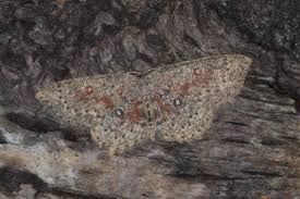 Attēlu rezultāti vaicājumam “Cyclophora pendularia”