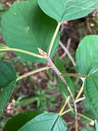 Attēlu rezultāti vaicājumam “Frangula alnus leaf”