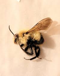 Attēlu rezultāti vaicājumam “Bombus”