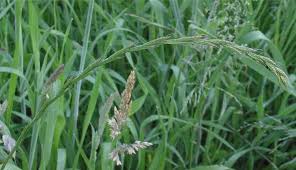 Attēlu rezultāti vaicājumam “Elytrigia repens leaf”