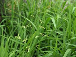 Attēlu rezultāti vaicājumam “Leersia oryzoides”