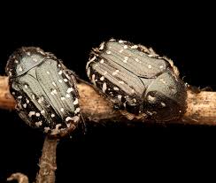 Attēlu rezultāti vaicājumam “Oxythyrea funesta”