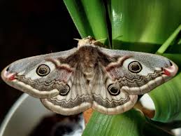Attēlu rezultāti vaicājumam “Saturnia pavonia female”