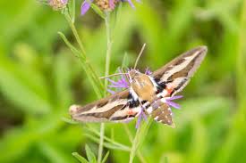 Attēlu rezultāti vaicājumam “Hyles gallii imago”