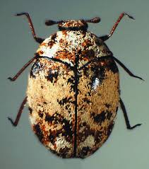 Attēlu rezultāti vaicājumam “Anthrenus sp. imago”