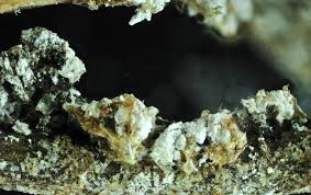 Attēlu rezultāti vaicājumam “Diderma subviridifuscum”