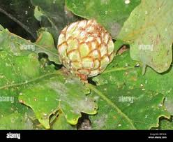 Attēlu rezultāti vaicājumam “Andricus foecundatrix”