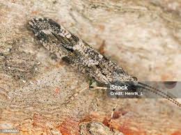 Attēlu rezultāti vaicājumam “Rusina ferruginea male”