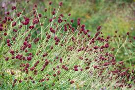 Attēlu rezultāti vaicājumam “Sanguisorba officinalis flower”