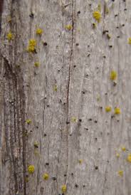 Attēlu rezultāti vaicājumam “Microcalicium disseminatum”