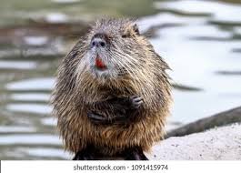 Image result for Castor fiber