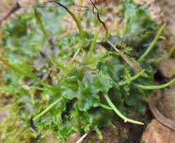 Attēlu rezultāti vaicājumam “Phaeoceros laevis subsp. carolinianus”