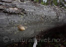 Attēlu rezultāti vaicājumam “Diplomitoporus flavescens”