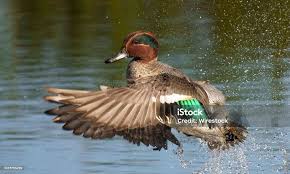 Attēlu rezultāti vaicājumam “Anas crecca male”