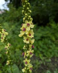 Attēlu rezultāti vaicājumam “Verbascum blattaria leaf”