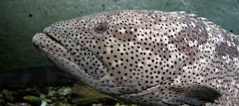 Image result for Hyporthodus quernus
