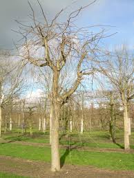 Attēlu rezultāti vaicājumam “Fraxinus excelsior Pendula female flower”