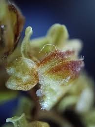 Attēlu rezultāti vaicājumam “Betula pendula flower”