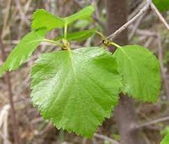 Attēlu rezultāti vaicājumam “Betula”