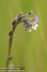 Attēlu rezultāti vaicājumam “Myosotis micrantha”