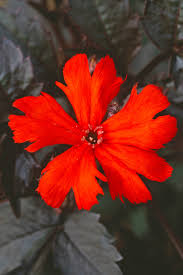 Attēlu rezultāti vaicājumam “Silene x arkwrightii Vesuvius flower”