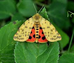 Attēlu rezultāti vaicājumam “Rhyparia purpurata”