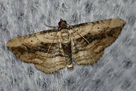 Attēlu rezultāti vaicājumam “Horisme vitalbata”