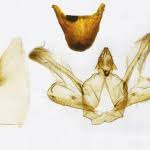 Attēlu rezultāti vaicājumam “Macaria signaria”