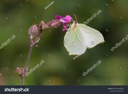 Attēlu rezultāti vaicājumam “Gonepteryx rhamni female”