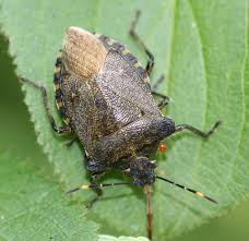 Attēlu rezultāti vaicājumam “Troilus luridus”