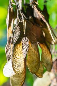 Attēlu rezultāti vaicājumam “Acer tataricum subsp. ginnala leaf”