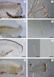 Attēlu rezultāti vaicājumam “Bacidia subincompta”