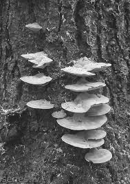 Attēlu rezultāti vaicājumam “Inonotus leporinus”