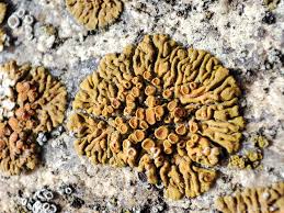 Attēlu rezultāti vaicājumam “Caloplaca saxicola”