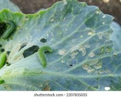 Attēlu rezultāti vaicājumam “Mamestra brassicae pupa”