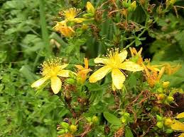 Attēlu rezultāti vaicājumam “Hypericum perforatum bud”