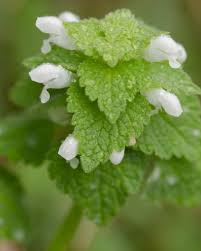 Attēlu rezultāti vaicājumam “Lamium purpureum flower”