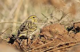 Image result for Serinus serinus