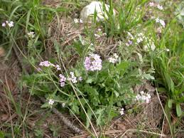 Attēlu rezultāti vaicājumam “Cardaminopsis arenosa leaf”