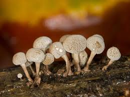 Attēlu rezultāti vaicājumam “Phleogena faginea”