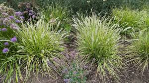 Attēlu rezultāti vaicājumam “Koeleria glauca flower”