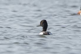 Image result for Aythya affinis