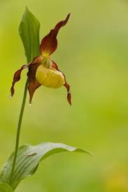 Attēlu rezultāti vaicājumam “Cypripedium calceolus”