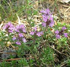 Attēlu rezultāti vaicājumam “Thymus serpyllum”