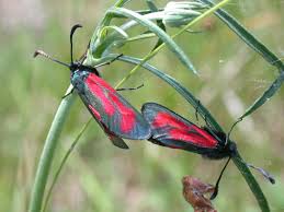 Attēlu rezultāti vaicājumam “Zygaena minos”