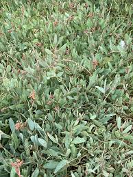 Attēlu rezultāti vaicājumam “Atriplex littoralis fruit”