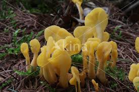 Attēlu rezultāti vaicājumam “Spathularia flavida”