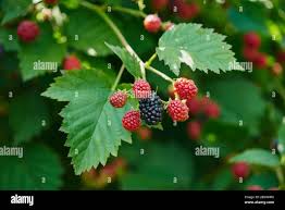Image result for Rubus sectio